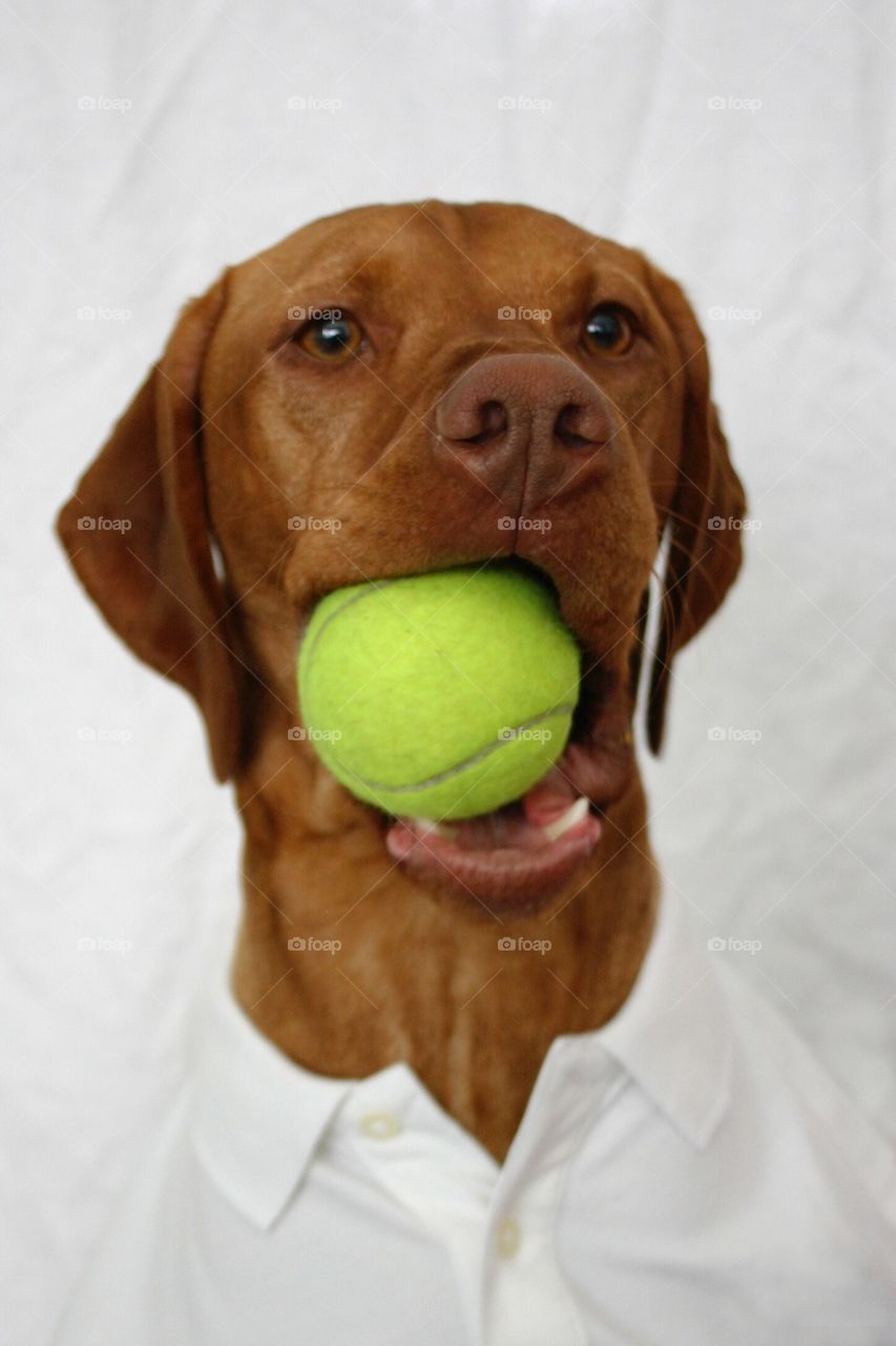 Fetch Tennis