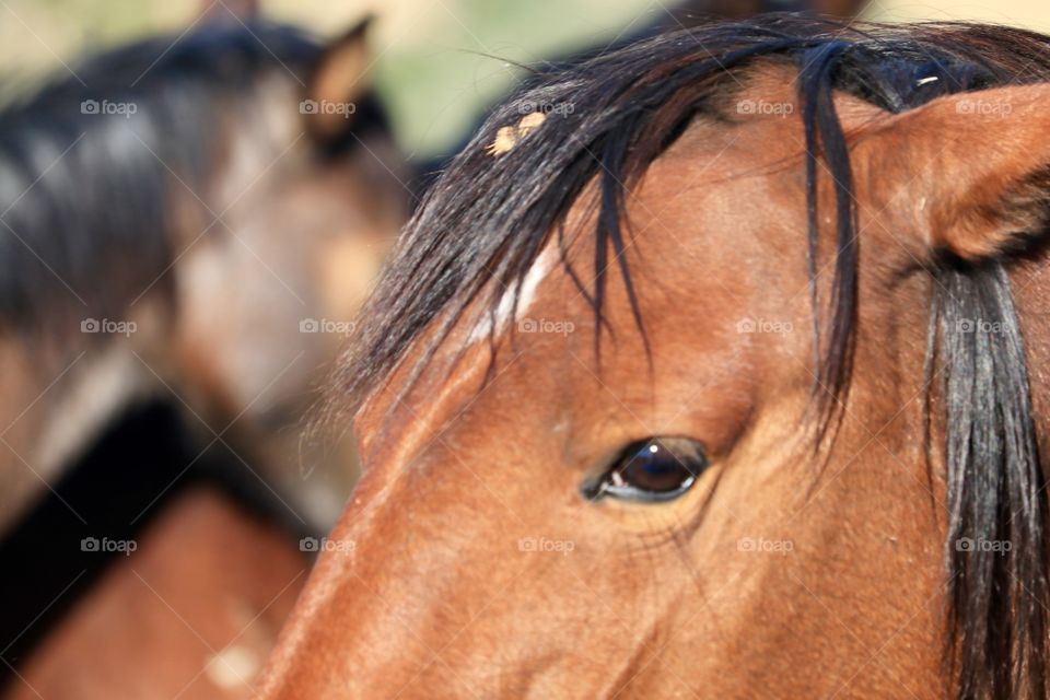 Closeup profile partial head profile wild American mustang colt