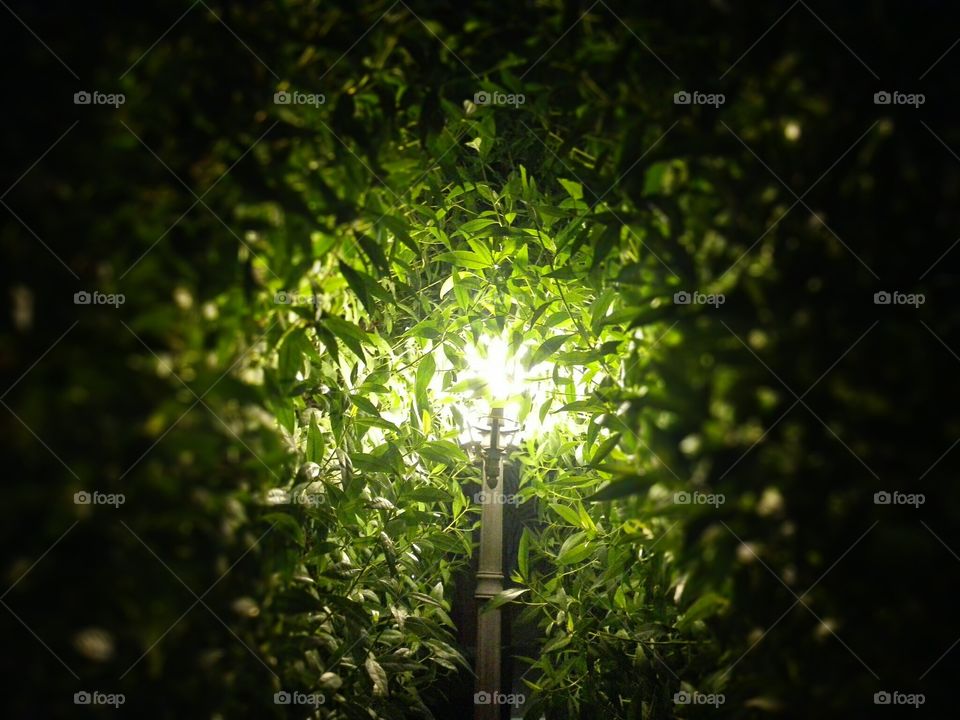 Light between trees 2