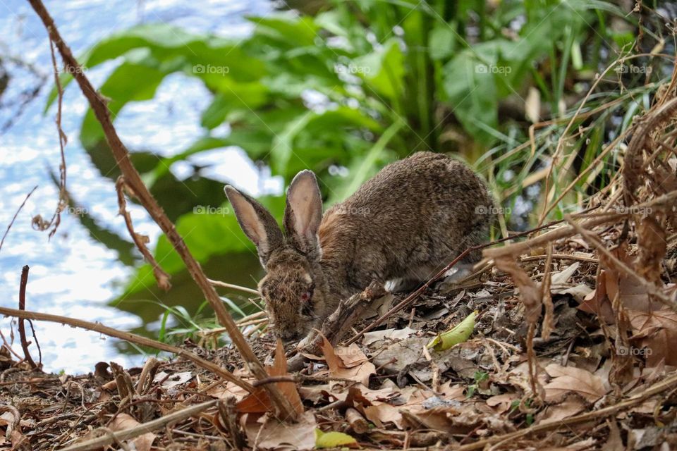 A wild rabbit in a wooded part of the city of Madrid