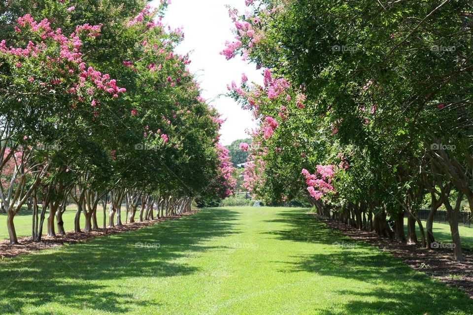 Beautiful row of flowering trees at the Norfolk Botanical Gardens in Virginia.