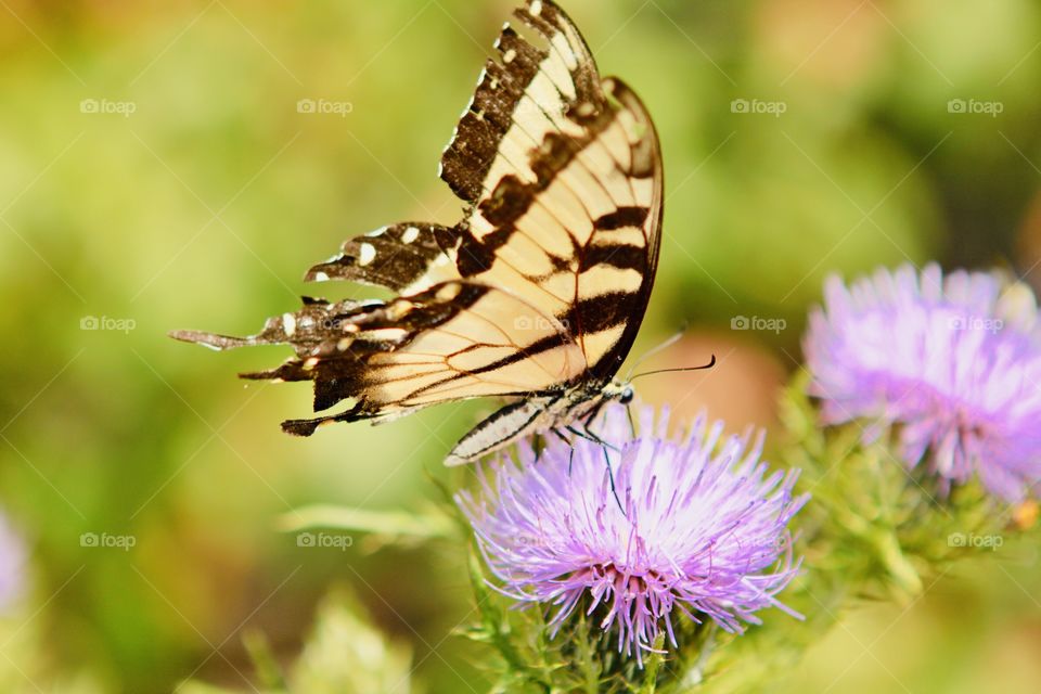 Beautiful light purple clover in full bloom gorgeous yellow and black butterfly on top of it. 