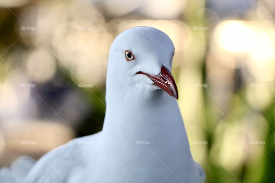 A seagull portrait photo taken by me totally stunning 