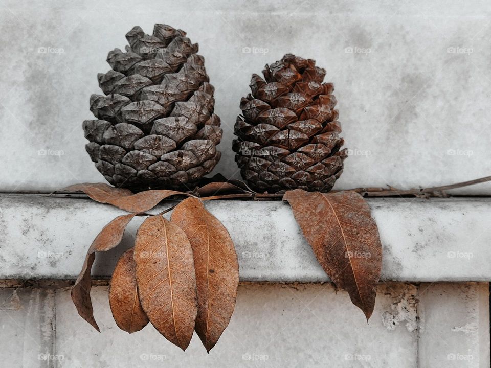 Nature's Tapestry: Textures of Autumn