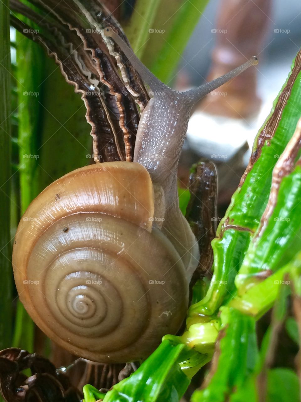 Snail. Snail on plant