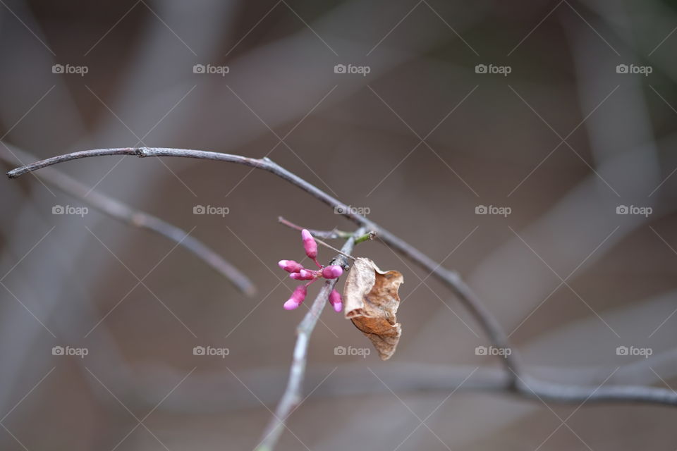 Spring and a little fall