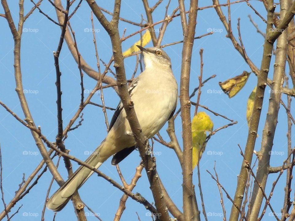 tropical mockingbird