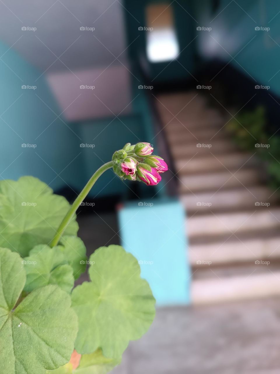 rose colour ivy geranium