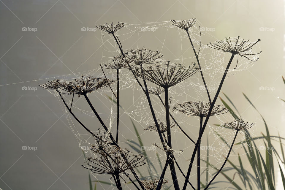 Cane and Hogweed with spider web with dew drops in the foggy mist in the early morning