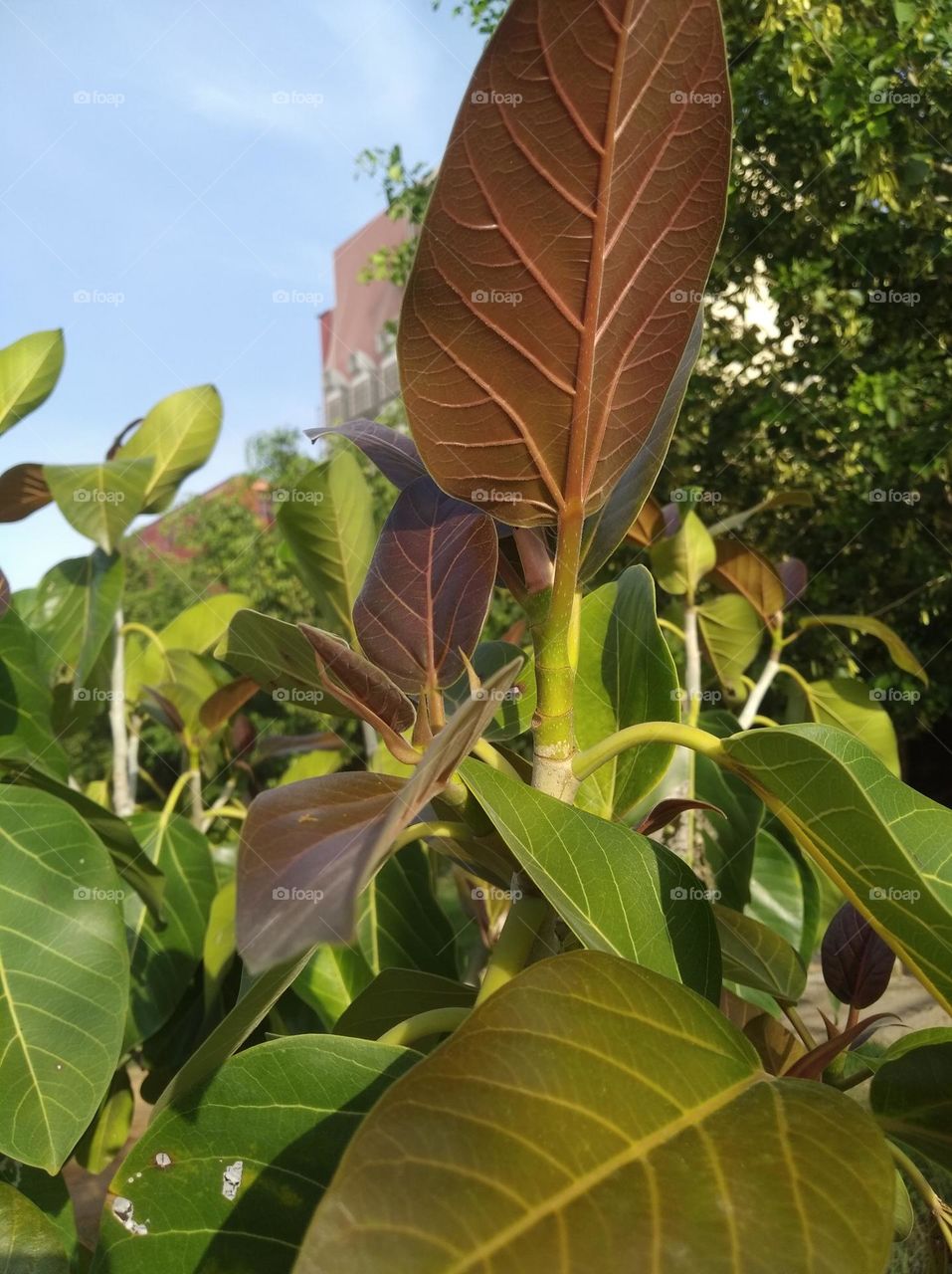 growing leaves brown colour shurb small size looks very beautiful generally found everywhere