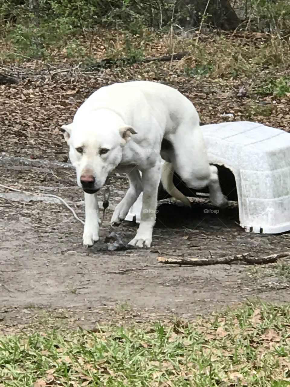 Toby our white German Shepherd Pitt Bulldog mix coming out of what is left of his dog house. 