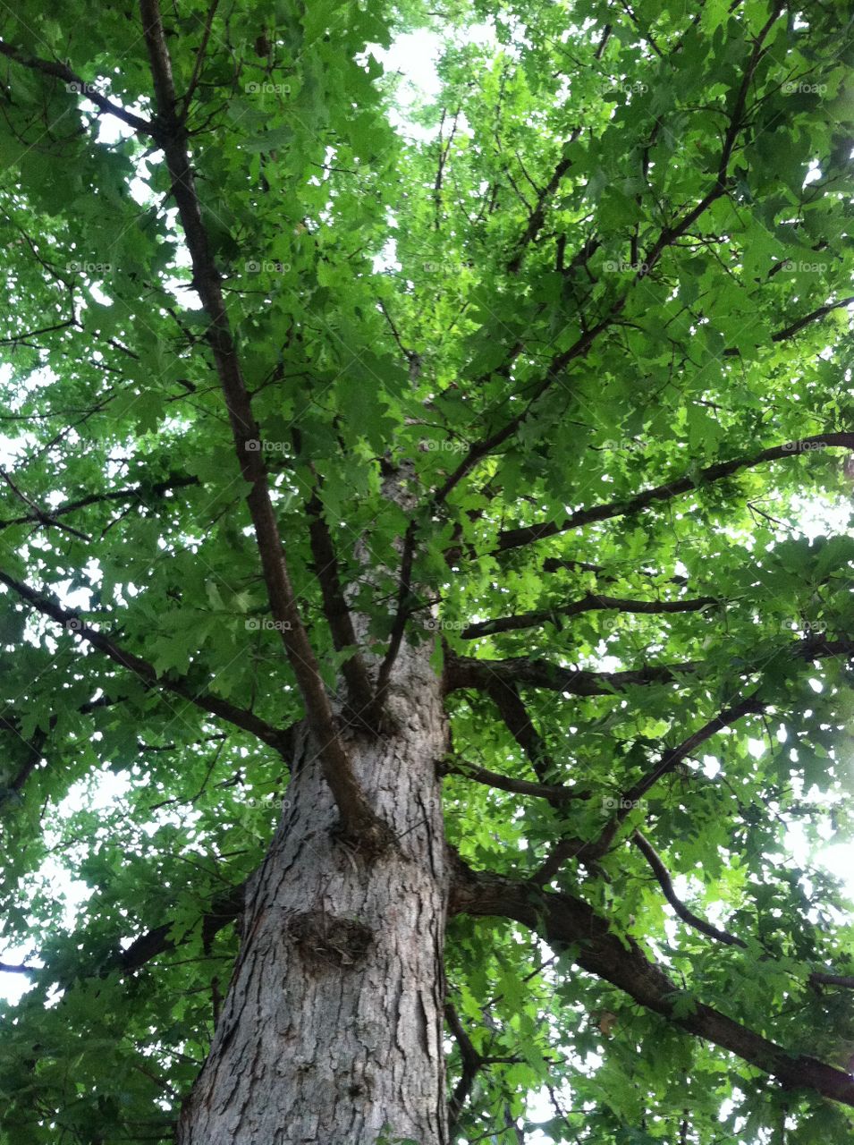 Big tree  in the garden exuberant green . Natures beauty so green and tall