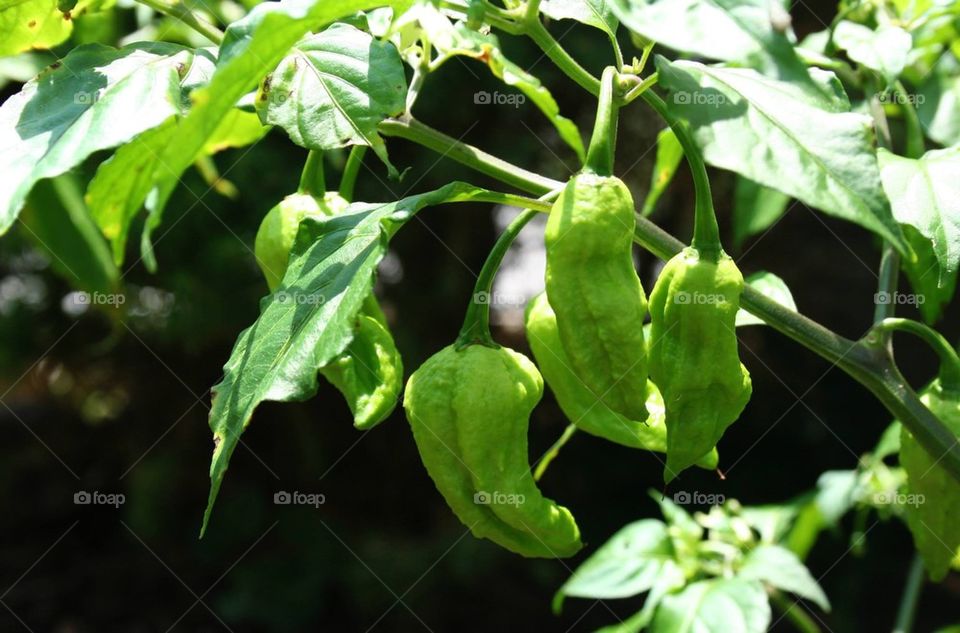 Ghost peppers 