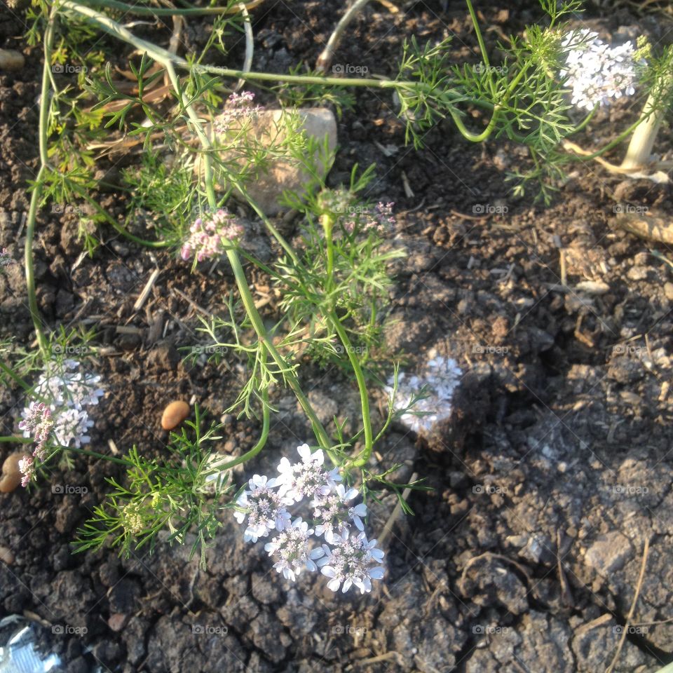 Wight
Flowers 
Amazing
Natural 