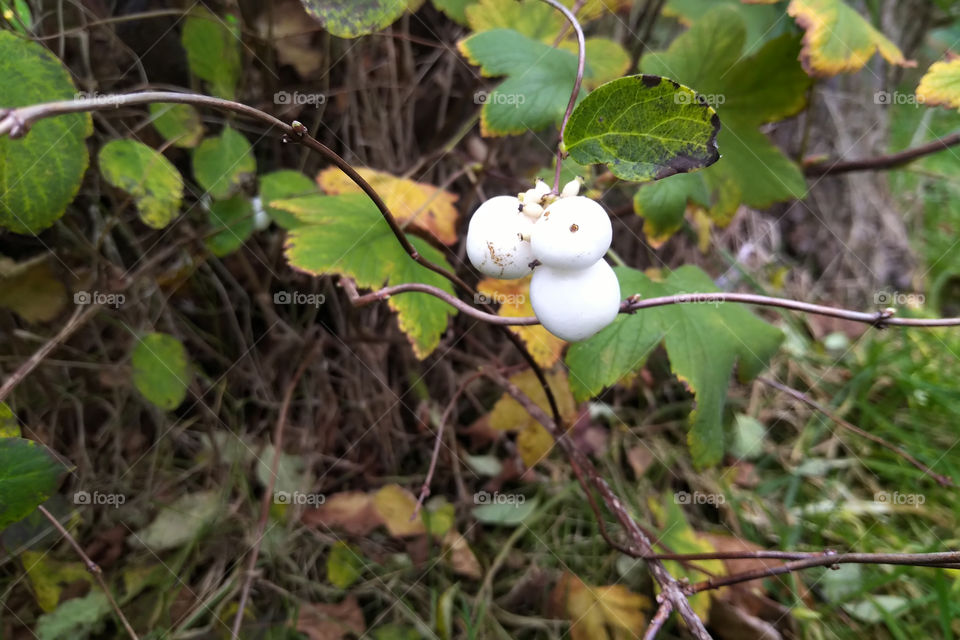 moomin thinks I can't see him