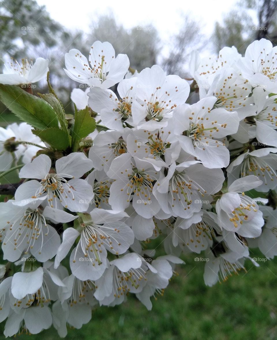 spring nature blooming tree white flowers