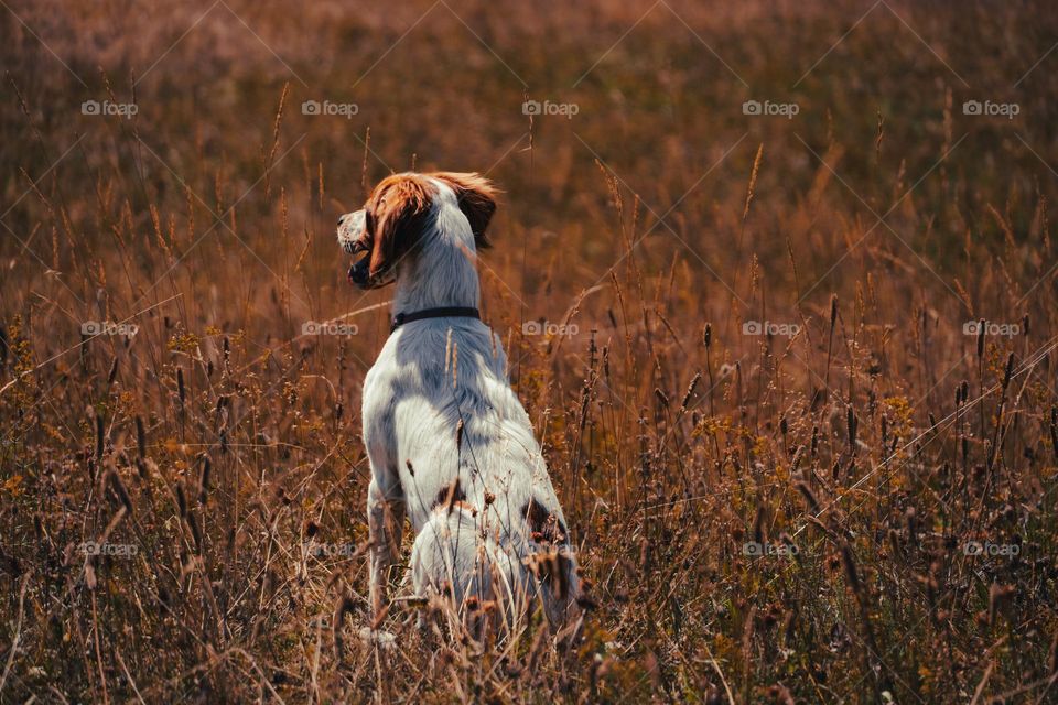 Portrait of dog in the grass 