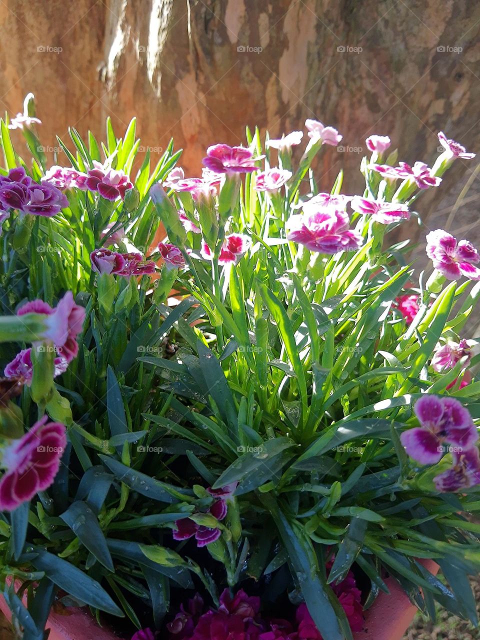 delicate pink flowers