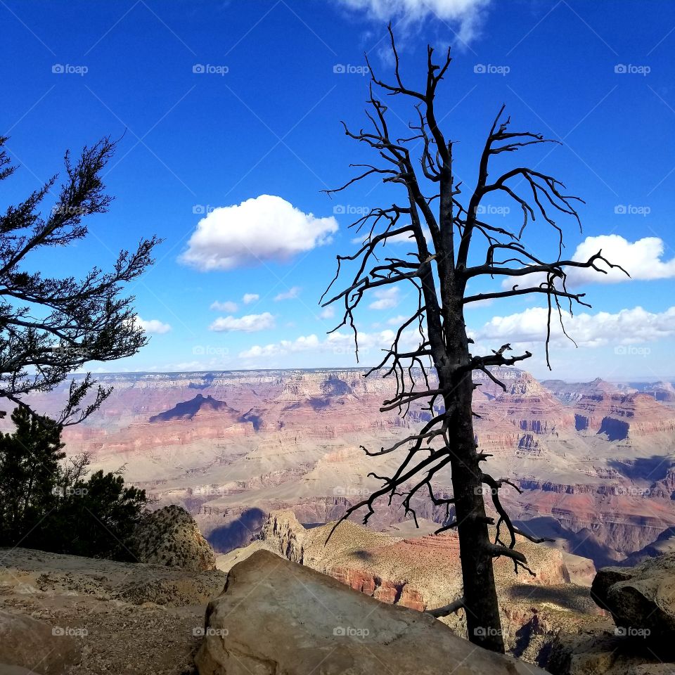 Grand Canyon View
