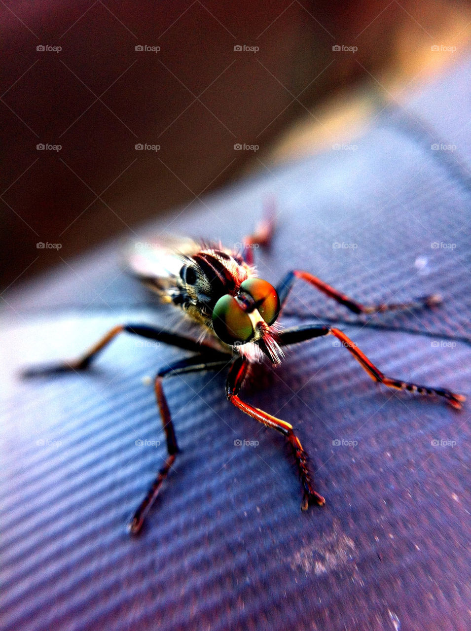 macro sommar bug ögon by ka71