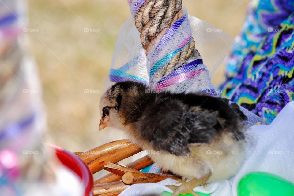 Baby Chick in a Easter Basket