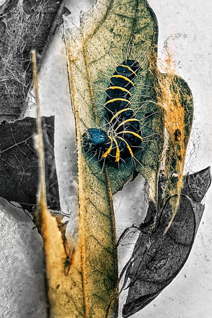 caterpillar