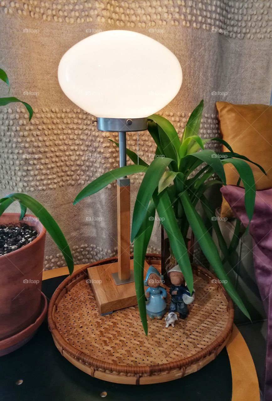 Yucca elephantipes
in the living room creating an atmosphere.