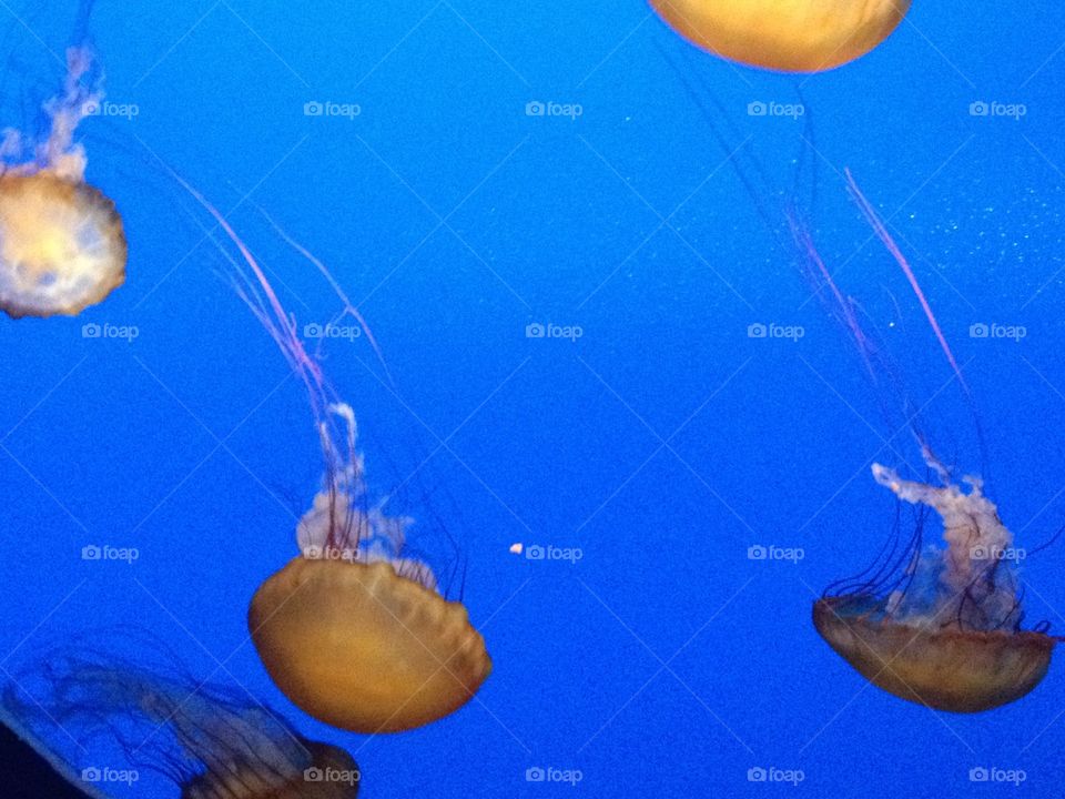 Jellyfishes from Ripley aquarium myrtle beach