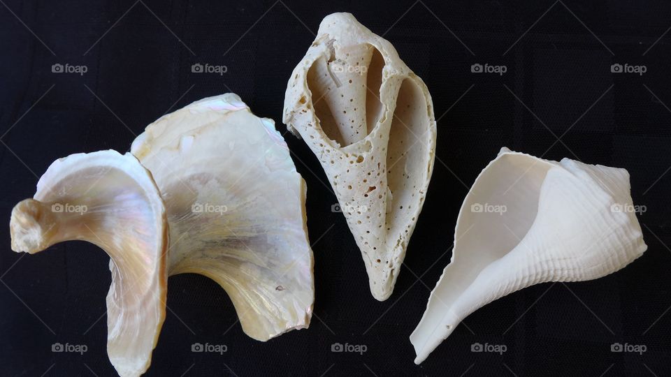 seashells 3 worn away