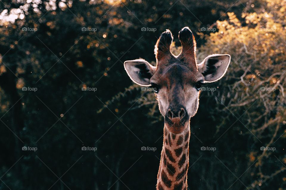 A giraffe approached our cart in the Zulu Reserve