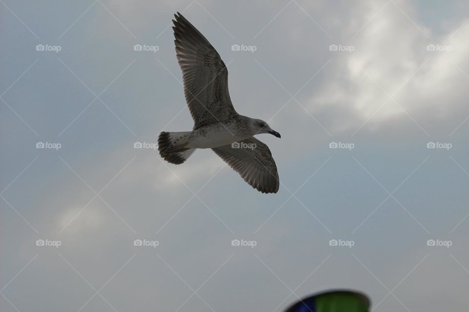 A seagull flying against the wind, opening its beautiful wings, another symbol of a beach holiday.