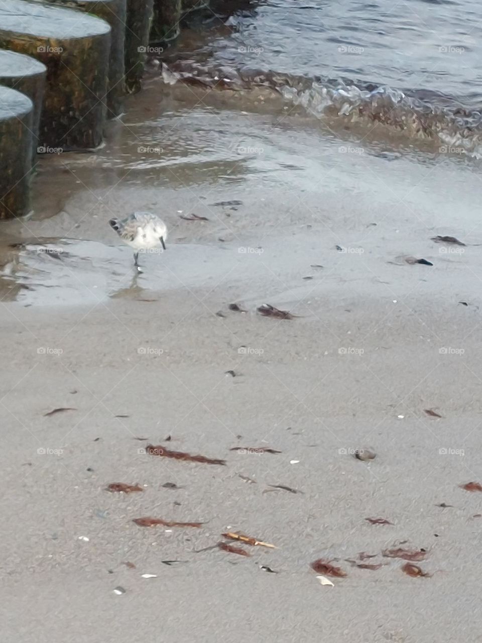 Natur, Vogel, Wasser,Strand