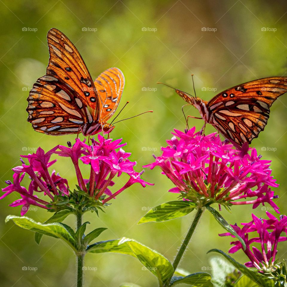 Beautiful and colourful butterfly