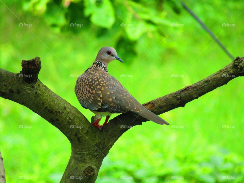 The spotted dove or (spilopelia chinensis) or mountain dove or pearl-necked dove or lace-necked dove or spotted turtle-dove.
