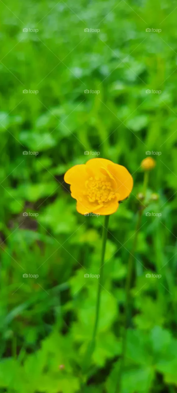 цветы любовь весна природа жёлтый