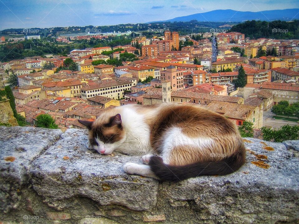 Tuscan cat