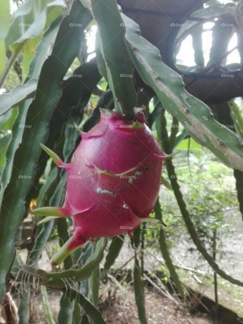 Dragon Fruit