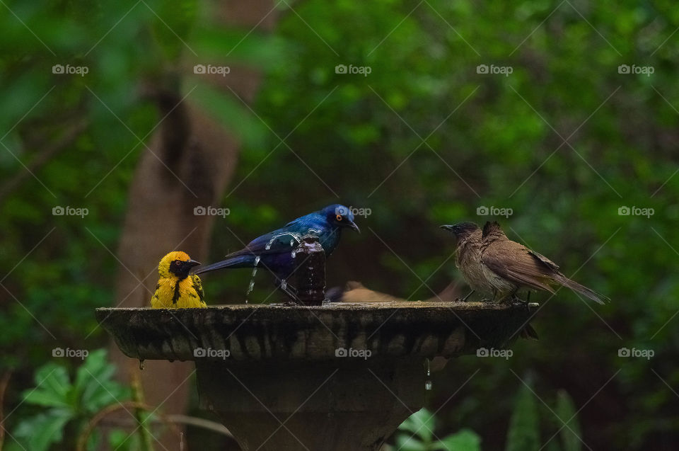 Bird Bath 1