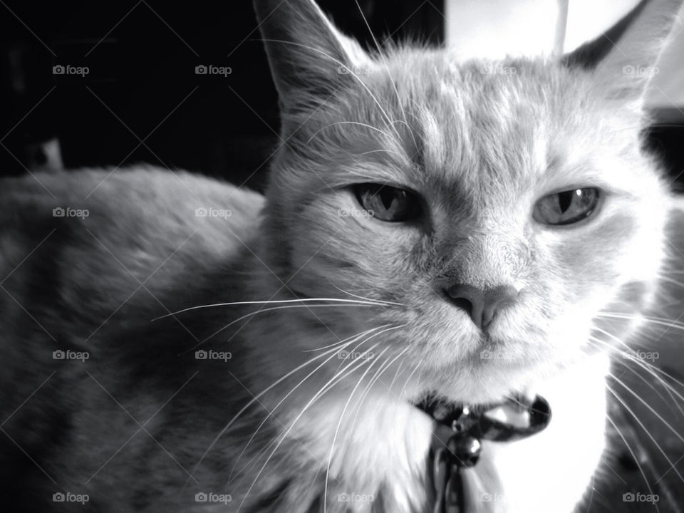 model cat pet iphone by panicbutn
