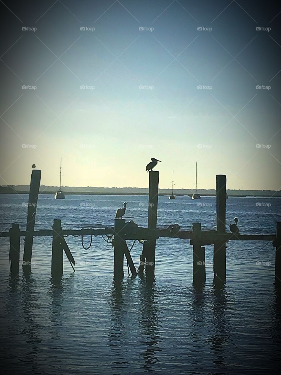 Pelicans at the docks - Fernandina Beach Florida 