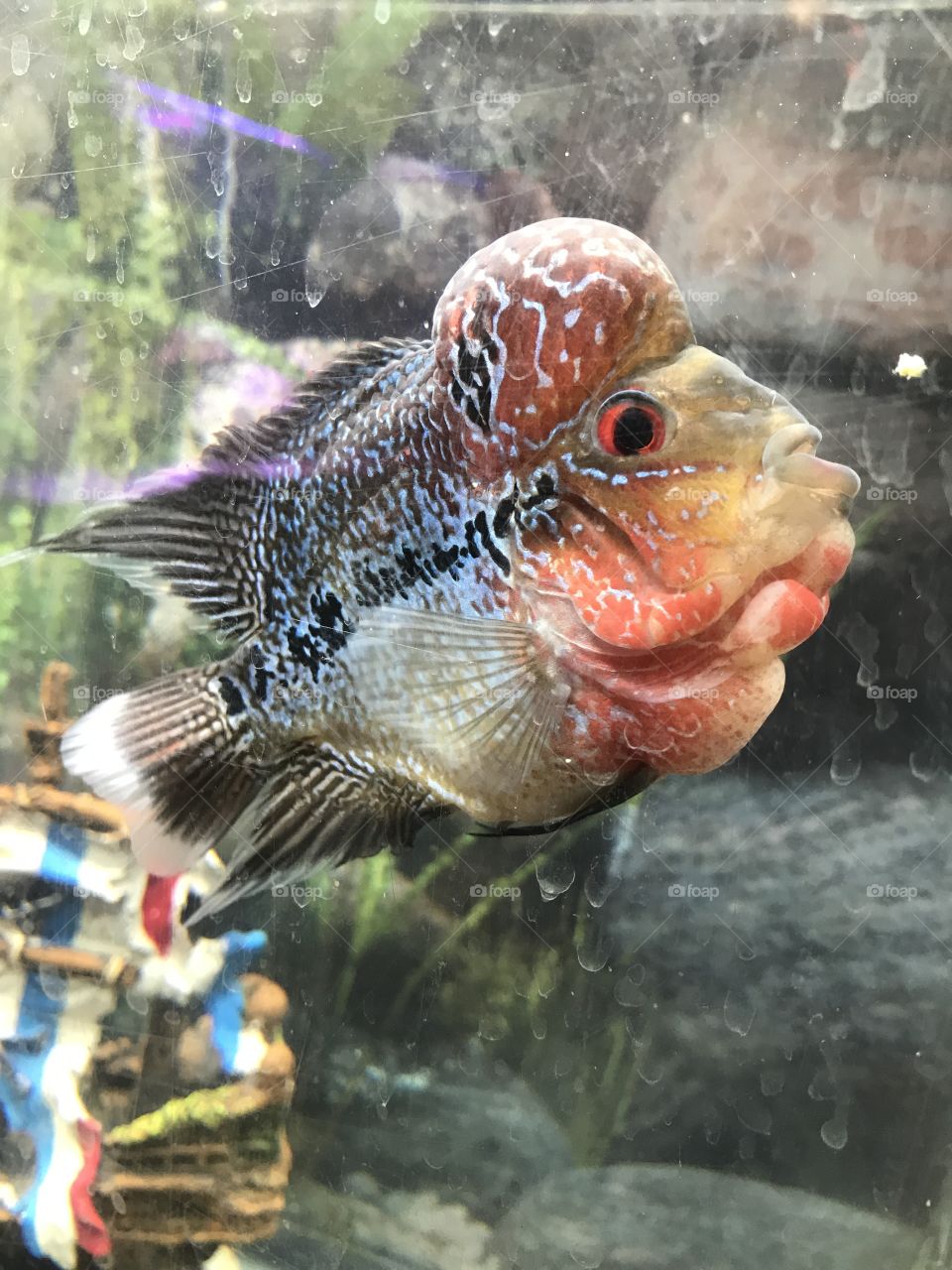 A Kamfa Flowerhorn Fish 