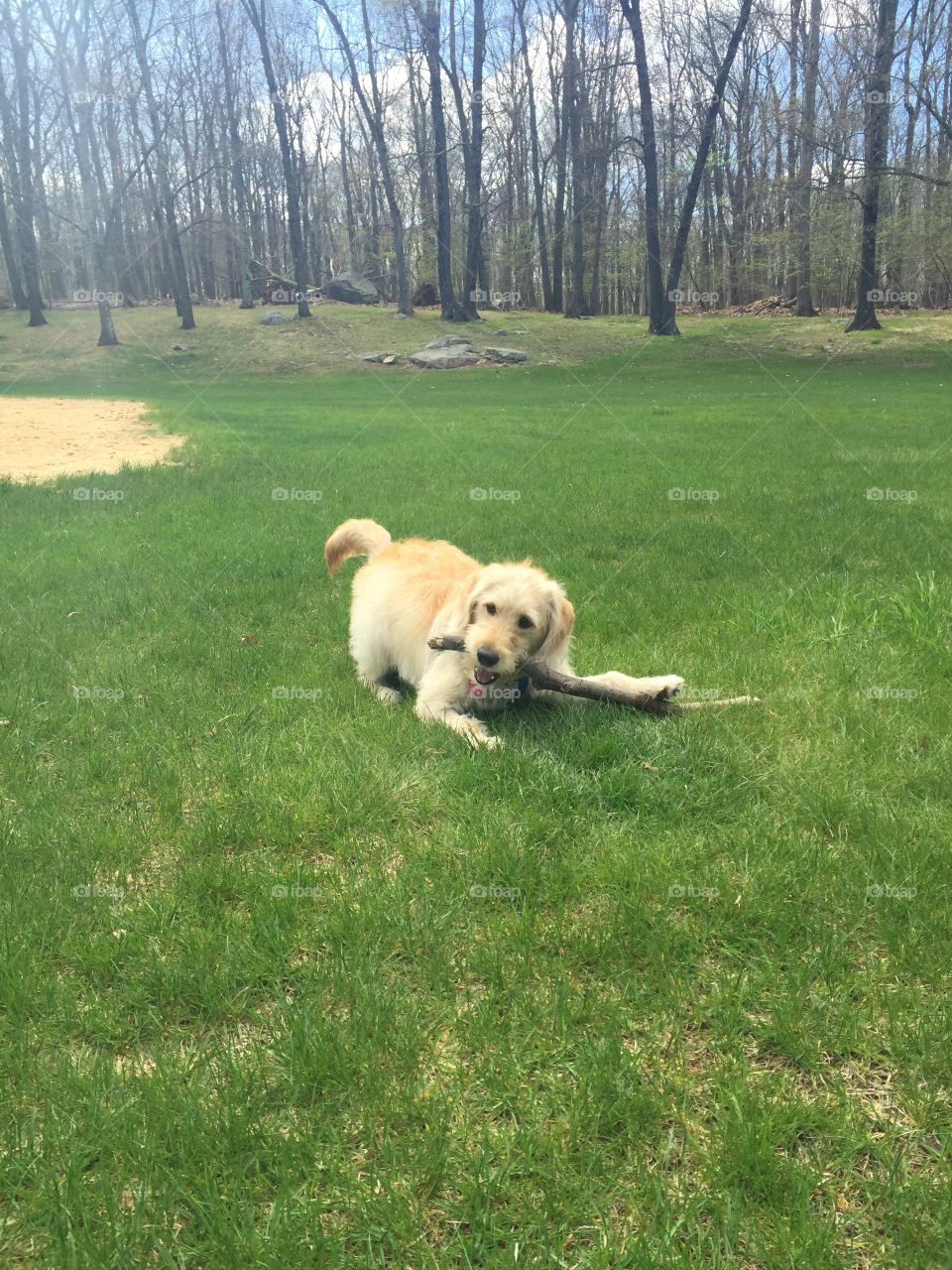 Dog with a stick in springtime green grass.
