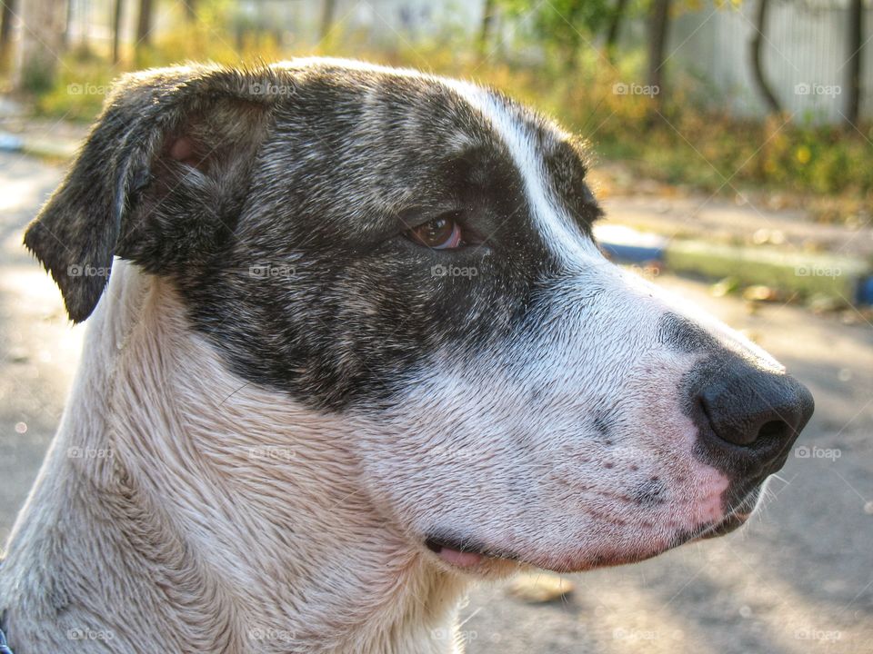 portrait of a wet dog портрет мокрой собаки