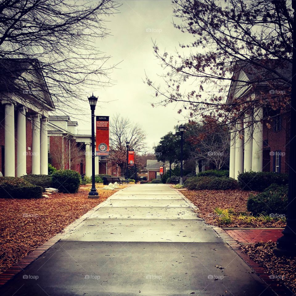 Mercer bears college life