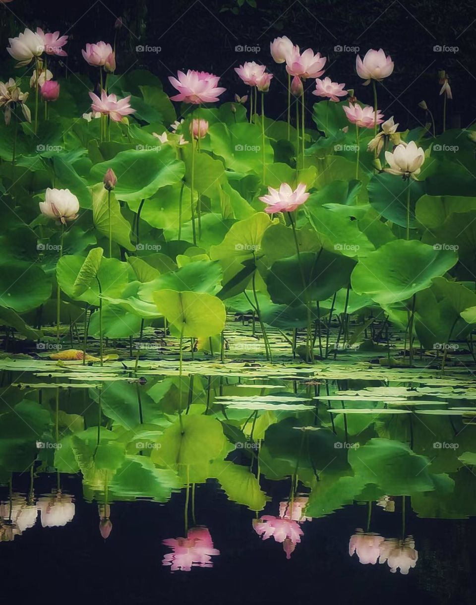 Flower lotus green beautiful 