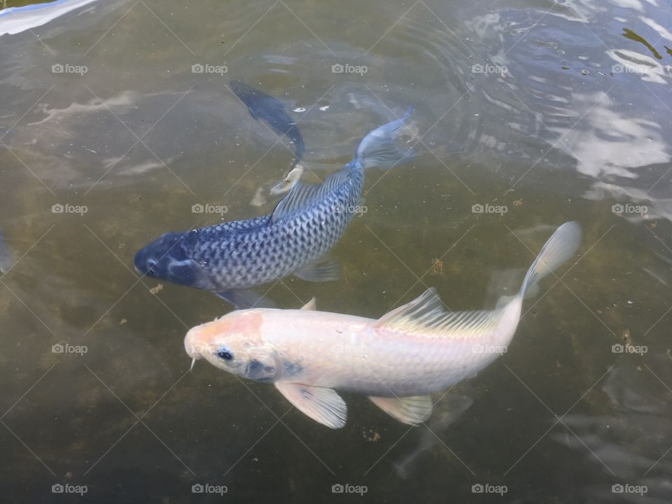 High angle view of two fish swimming in lake