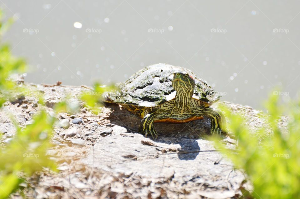 a turtle sunbathing on the edge of a pond