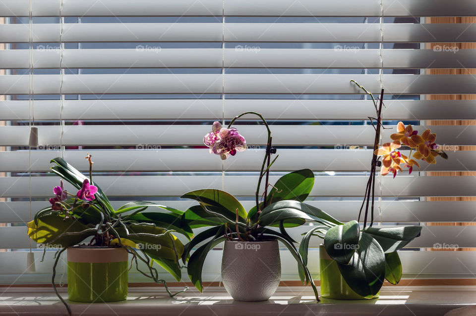 Orchids flowers in pots on window parapet. Orchidaceae. Phalaenopsis.