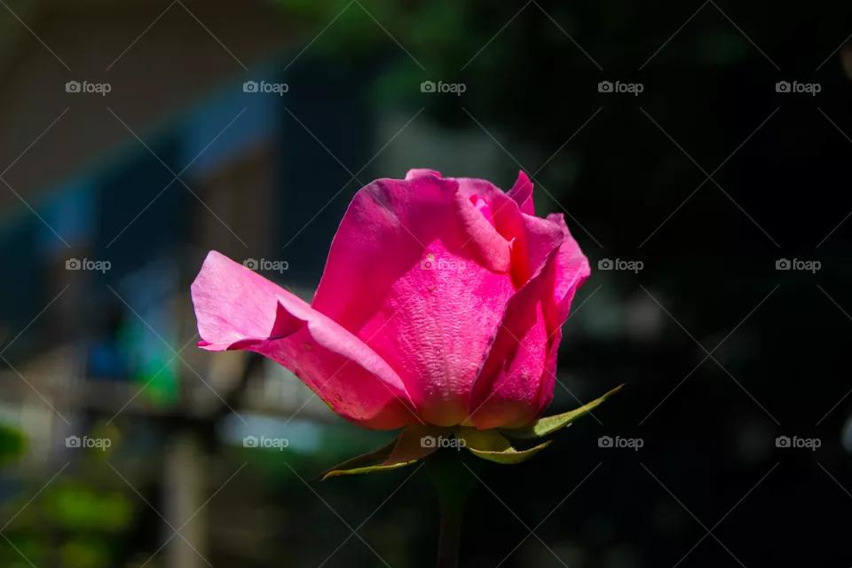 rose