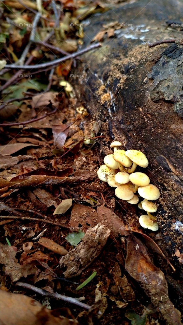 Yellow mushroom in a forest